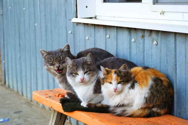 Cute Cats Wall Bask Cold Autumn — Stock Photo, Image