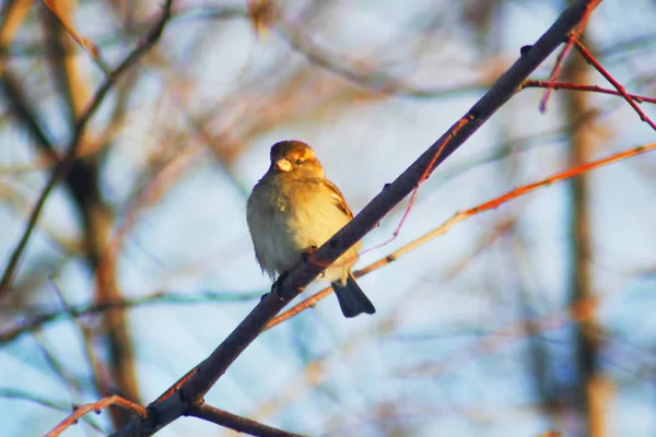 Square Sparrow Winter Sparrow Branch Birds Winter — Stock Photo, Image