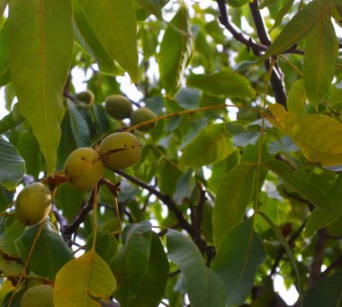 Ceviz ağaçta olgunlaşmış. Yaz