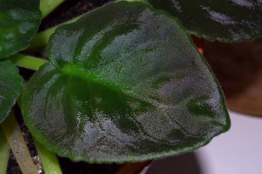 Pencerede mavi bir menekşe