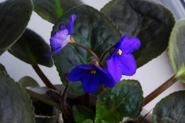 Violeta Azul Pote Janela — Fotografia de Stock