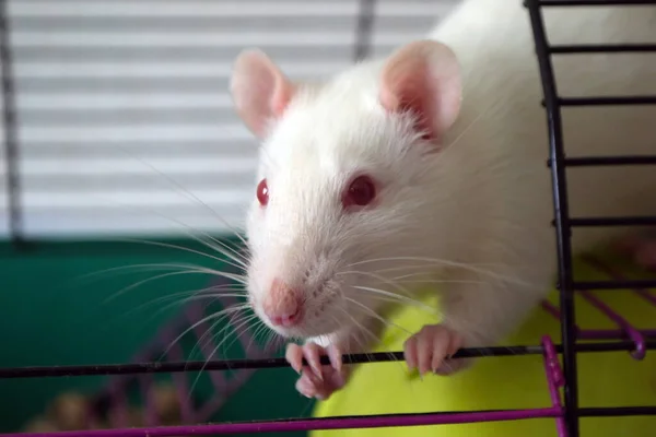 Weiße Ratte Die Ratte Ist Das Symbol Des Jahres 2020 — Stockfoto