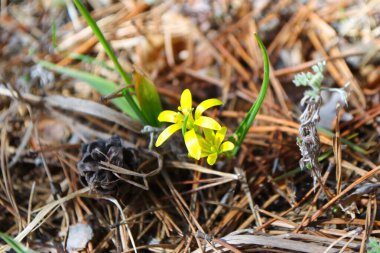 Kar damlaları. Karların altından ilk çiçekler. Ormanda karla kaplı bir açıklık. Bahar. Kar yağıyor. Güneş.