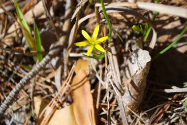 Kar damlaları. Karların altından ilk çiçekler. Ormanda karla kaplı bir açıklık. Bahar. Kar yağıyor. Güneş.