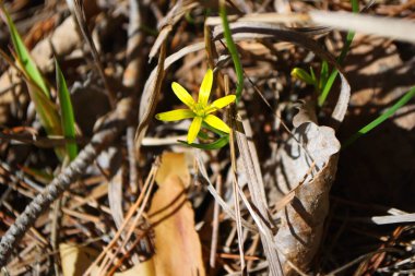 Kar damlaları. Karların altından ilk çiçekler. Ormanda karla kaplı bir açıklık. Bahar. Kar yağıyor. Güneş.