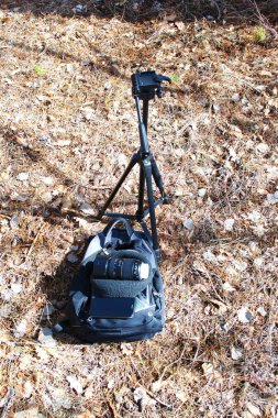 Ormandaki çam ağaçları gökyüzüne karşı. Ormanın manzarası işte. Çam ormanı. Bahar. Bulutlar.