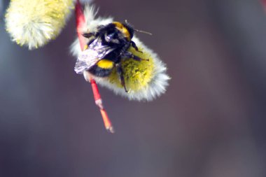 Söğüt dalında yaban arısı. Bumblebee çiçek açan bir söğüt ağacını döllüyor..