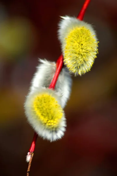 Wilgentak Bloeiende Wilg Willow Winter Werd Wakker Lente Wolken Zon — Stockfoto