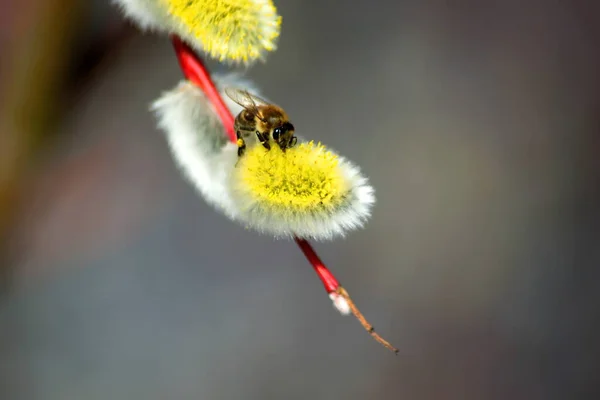 Méhek Fűzfa Ágain Méhek Beporozzák Fűzfát Tél Után Méhek Első — Stock Fotó