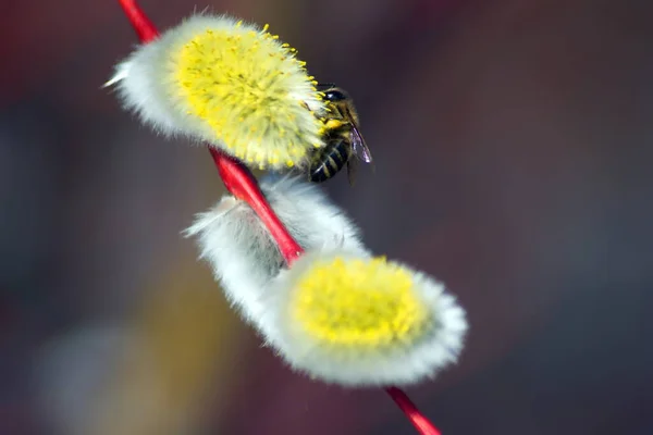 Bienen Auf Den Zweigen Einer Weide Bienen Bestäuben Weiden Nach — Stockfoto