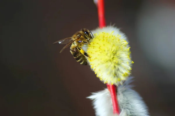 柳の枝に蜂 ミツバチは冬の後にヤナギを受粉させる 冬の後の蜂の最初の飛行 太陽だ — ストック写真