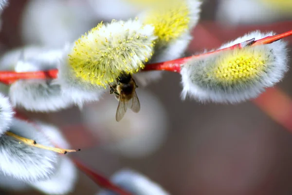 Pszczoły Gałęziach Wierzby Pszczoły Zapylają Wierzbę Zimie Pierwszy Lot Pszczół — Zdjęcie stockowe