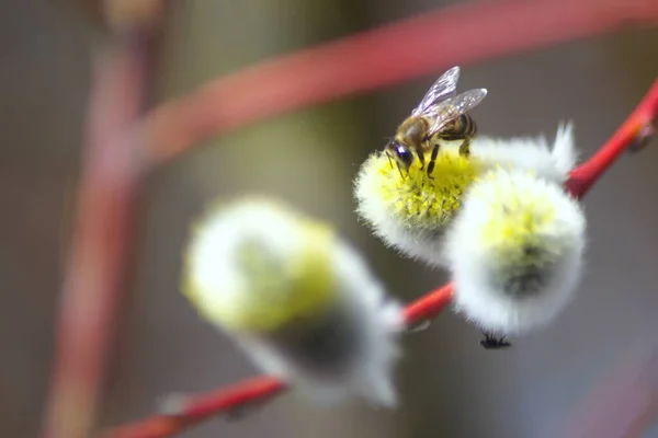 Méhek Fűzfa Ágain Méhek Beporozzák Fűzfát Tél Után Méhek Első — Stock Fotó