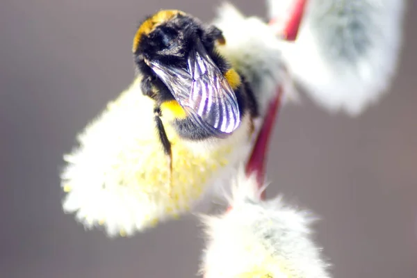 Bumblebee Gałęzi Wierzby Opryszczka Zapylająca Kwitnącą Wierzbę — Zdjęcie stockowe