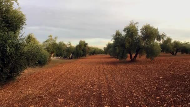Ramo de azeitona à luz do sol numa plantação de oliveiras, Jaen, Espanha — Vídeo de Stock