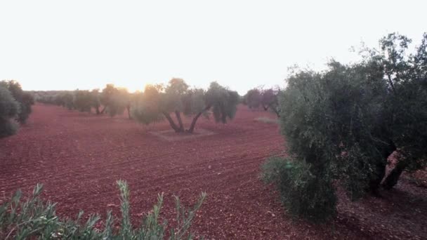 Rama de olivo a la luz del sol en una plantación de olivos, Jaén, España — Vídeo de stock
