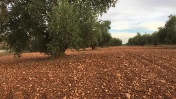 Olive branch på sunlight i ett olivträd plantage, Jaen, Spanien — Stockvideo