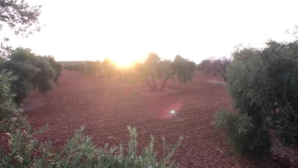 Olive branch at sunlight in an olive tree plantation, Jaen, Spain — Stock Video