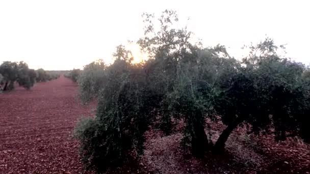 Olivenzweig im Sonnenlicht in einer Olivenbaumplantage, jaen, Spanien — Stockvideo