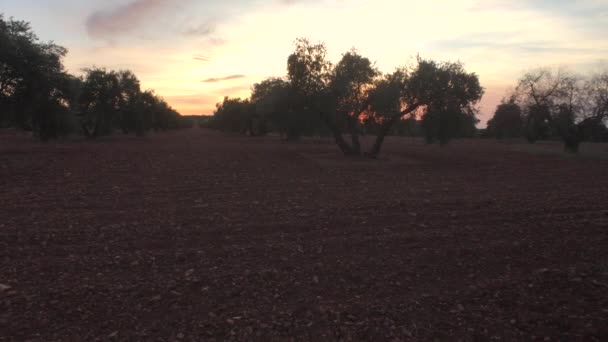 Оливкова гілка на сонячних променів в оливкове дерево плантації, Хаен, Іспанія — стокове відео