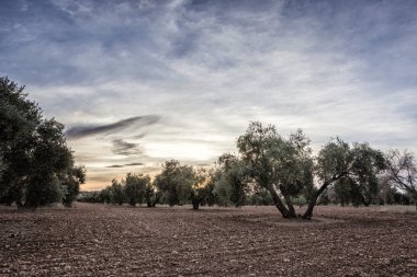 jaen, İspanya yakınındaki picual çeşitli zeytin ağacı