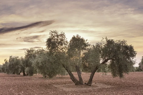 Olivo de la variedad picual cerca de Jaén, España — Foto de Stock