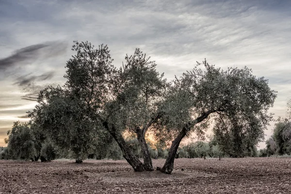 Olivträd från picual sorten nära jaen, Spanien — Stockfoto