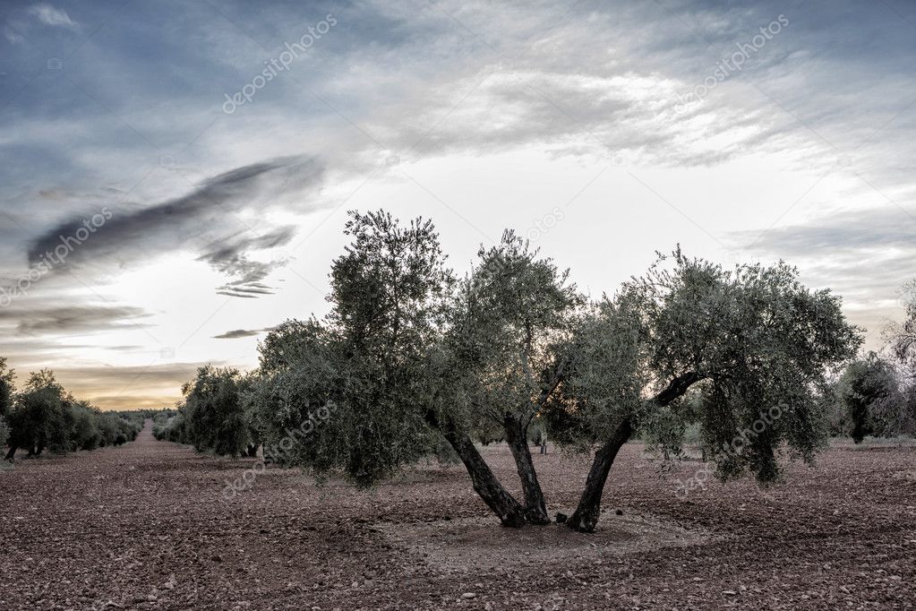 Olive tree from the picual variety near Jaen, Spain