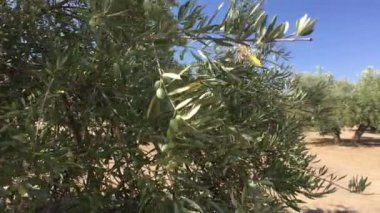 Zeytin ağaçları plantasyon. Kamera yavaş yavaş zeytin ağaçları arasında Jaen, İspanya taşır