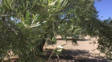 Zeytin ağaçları plantasyon. Kamera yavaş yavaş zeytin ağaçları arasında Jaen, İspanya taşır