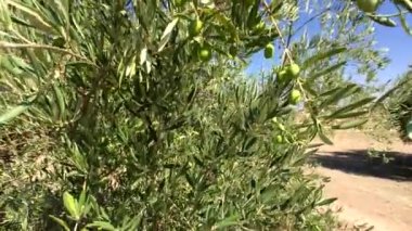 Zeytin ağaçları plantasyon. Kamera yavaş yavaş zeytin ağaçları arasında Jaen, İspanya taşır