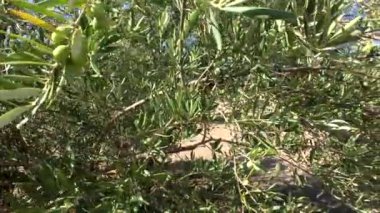 Zeytin ağaçları plantasyon. Kamera yavaş yavaş zeytin ağaçları arasında Jaen, İspanya taşır