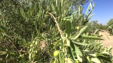 Zeytin ağaçları plantasyon. Kamera yavaş yavaş zeytin ağaçları arasında Jaen, İspanya taşır