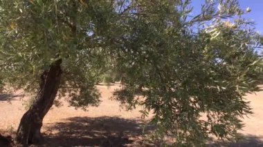 Zeytin ağaçları plantasyon. Kamera yavaş yavaş zeytin ağaçları arasında Jaen, İspanya taşır