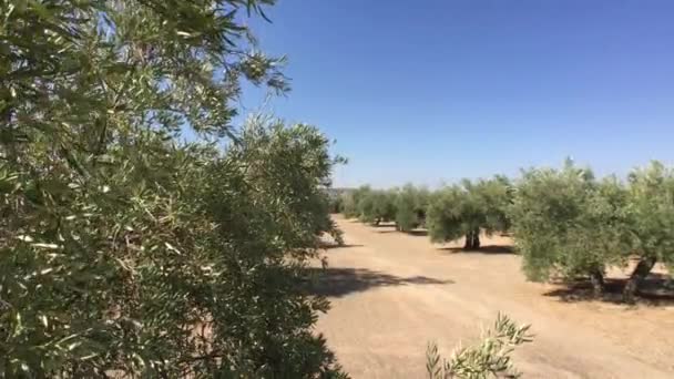 Olivträd plantation. Kameran rör sig långsamt mellan olivträd, Jaen, Spanien — Stockvideo