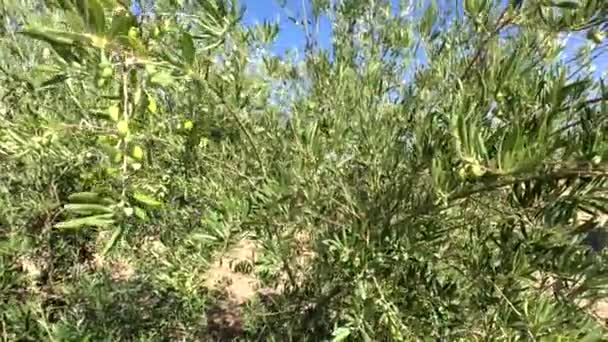 Olivové plantáže stromů. Kamera se pohybuje pomalu mezi olivovníky, Jaen, Španělsko — Stock video