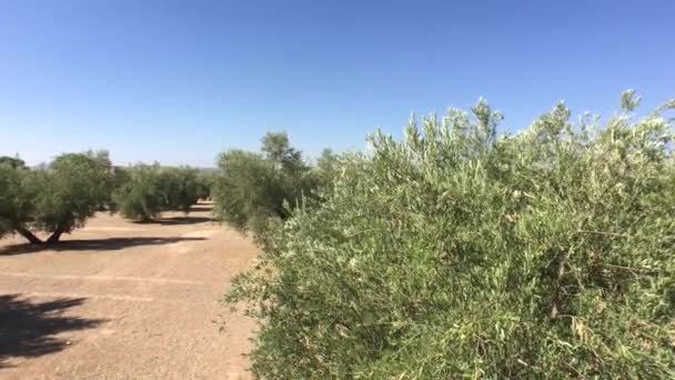 Olive trees plantation. The camera moves slowly between the olive trees, Jaen, Spain — Stock Video