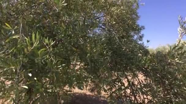 Olijfbomen plantage. De camera beweegt langzaam tussen de olijfbomen, Jaen, Spanje — Stockvideo