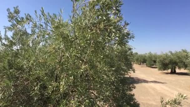 Olivové plantáže stromů. Kamera se pohybuje pomalu mezi olivovníky, Jaen, Španělsko — Stock video