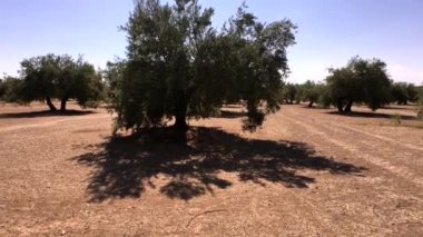 Zeytin ağaçları plantasyon. Kamera yavaş yavaş zeytin ağaçları arasında Jaen, İspanya taşır