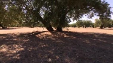Zeytin ağaçları plantasyon. Kamera yavaş yavaş zeytin ağaçları arasında Jaen, İspanya taşır