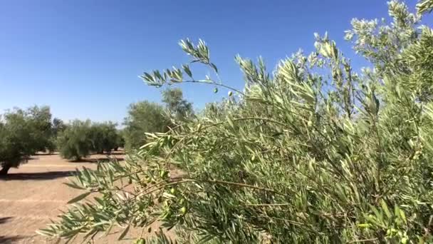 Plantacja drzew oliwnych. Aparat porusza się powoli między drzewami oliwnymi, Jaen, Hiszpania — Wideo stockowe