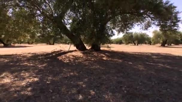 Olivové plantáže stromů. Kamera se pohybuje pomalu mezi olivovníky, Jaen, Španělsko — Stock video