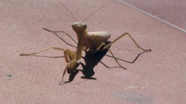 Peygamber devesi yaklaş. 