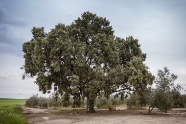 Meşe holms, çobanpüskülü bir Endülüs ormanda. Jaen peyzaj