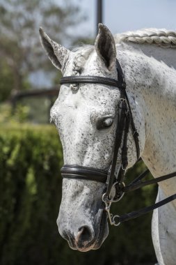 safkan bir İspanyol at başı detay