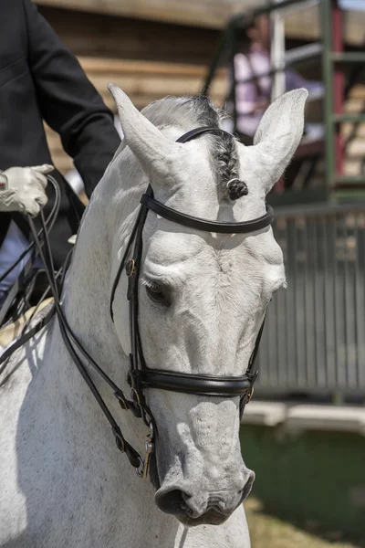 Detalj av huvudet av en renrasig spansk häst — Stockfoto