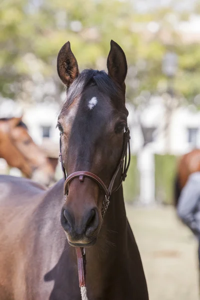 Detail of the head of a purebred Spanish horse — Stock Photo, Image