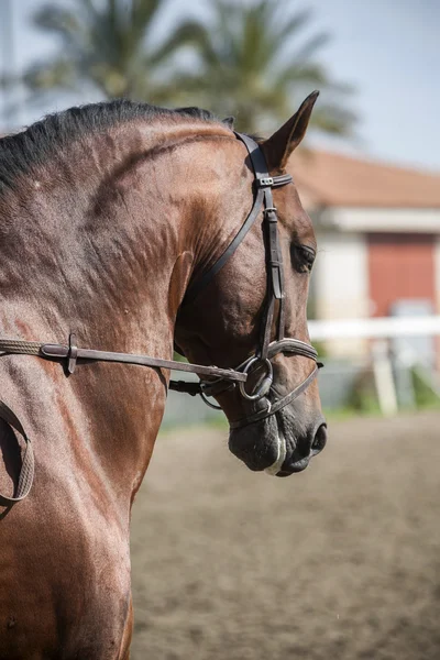 Detalj Huvudet Renrasig Spansk Häst — Stockfoto