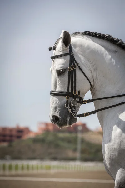 Detalj av huvudet av en renrasig spansk häst — Stockfoto